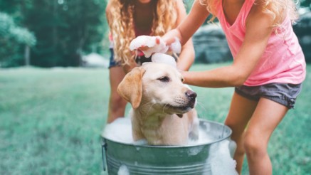 Tierkrankenversicherung: Hund wird in einem Eimer gewaschen.